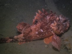 Scorpaena sumptuosa