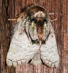 Toulgoetigia curita
