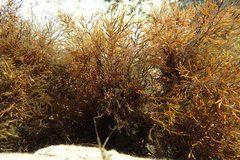 Gongolaria barbata