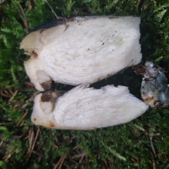 Leccinum variicolor