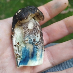 Leccinum variicolor