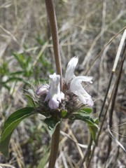 Monarda pectinata