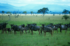 Connochaetes taurinus johnstoni
