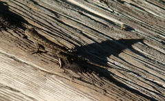 Sceloporus occidentalis