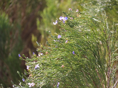 Image of Psoralea aphylla by (c) linkie, some rights reserved (CC BY)