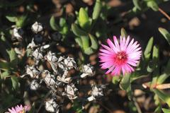 Ruschia cedarbergensis
