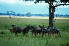 Connochaetes taurinus johnstoni