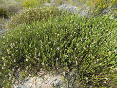 Sorocephalus lanatus