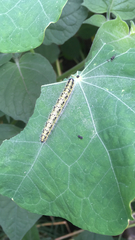 Pieris brassicae