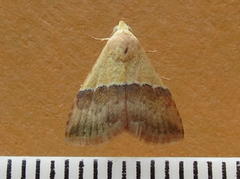 Eublemma caffrorum