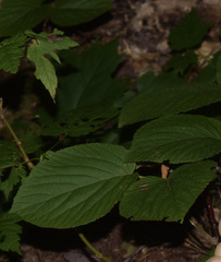 Viburnum lantanoides