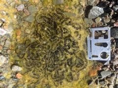 Rhinella spinulosa