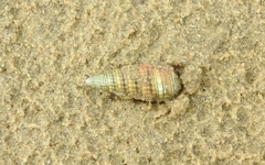 Pirenella cingulata