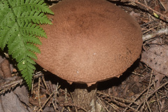Aureoboletus russellii
