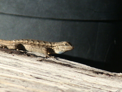 Sceloporus occidentalis