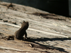 Sceloporus occidentalis
