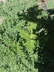 Hedosyne ambrosiifolia