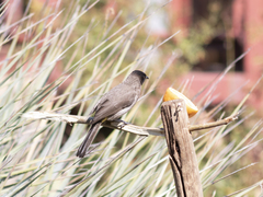 Pycnonotus barbatus layardi