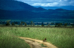 Leptailurus serval