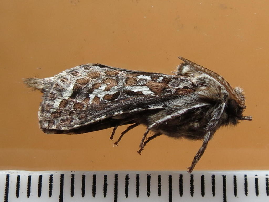 Metahepialus