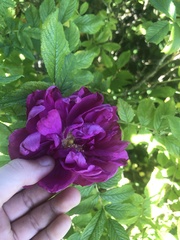 Rosa rugosa