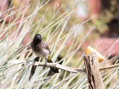 Pycnonotus barbatus layardi