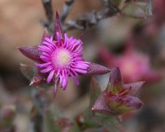 Smicrostigma viride
