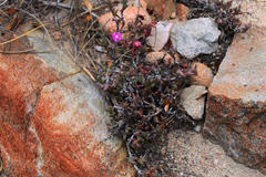 Smicrostigma viride