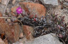Smicrostigma viride