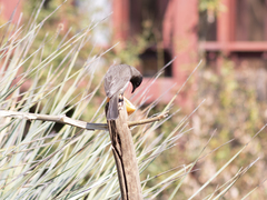 Pycnonotus barbatus layardi