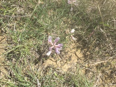 Astragalus plattensis