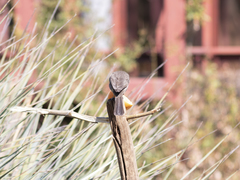 Pycnonotus barbatus layardi