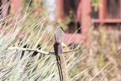 Pycnonotus barbatus layardi