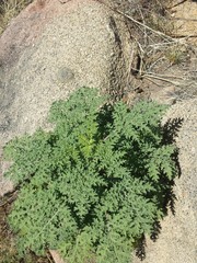 Hedosyne ambrosiifolia