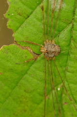 Dicranopalpus ramosus