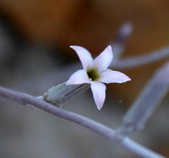 Adromischus leucophyllus