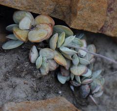 Adromischus leucophyllus