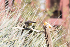 Pycnonotus barbatus layardi