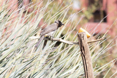 Pycnonotus barbatus layardi