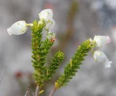 Erica physodes