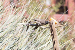 Pycnonotus barbatus layardi