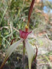 Caladenia orientalis