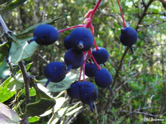 Berberis microphylla
