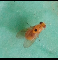Neogriphoneura