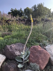 Verbascum bombyciferum