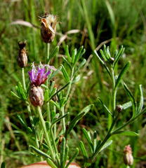 Oocephala centaureoides