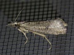 Acrolophus mortipennella