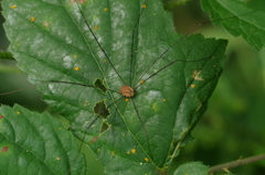 Leiobunum blackwalli