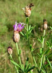 Oocephala centaureoides