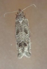 Pelochrista consobrinana